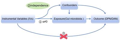 Causal effects of gut microbiota on diabetic neuropathy: a two-sample Mendelian randomization study